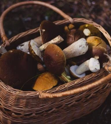 Чи можна збирати гриби в лісі в Україні