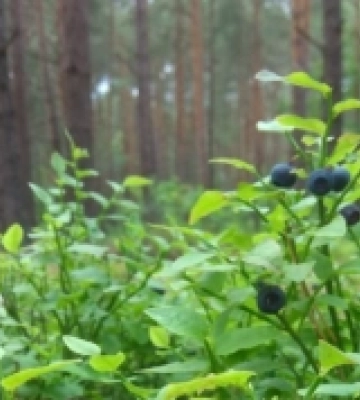Чорничне літо-2025: ягід – обмаль, ціни – високі