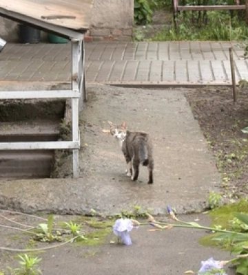 У Луцьку — новий випадок сказу. Що відомо