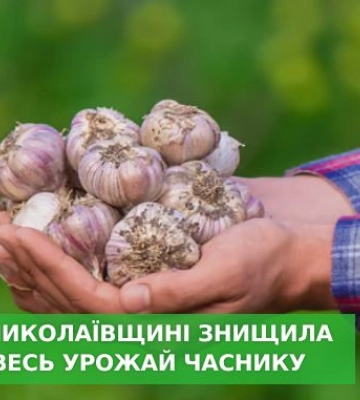 Посуха на Миколаївщині знищила практично весь урожай часнику