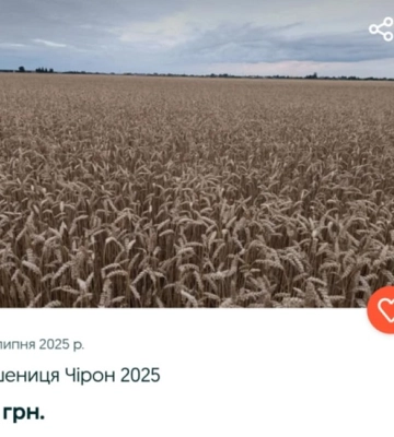 Базарний день: скільки коштують дині та кавуни у селищі на Волині
