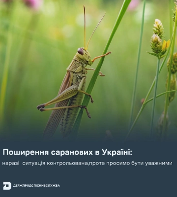 Сарана масово атакує Україну: на Одещині знищили осередки шкідників