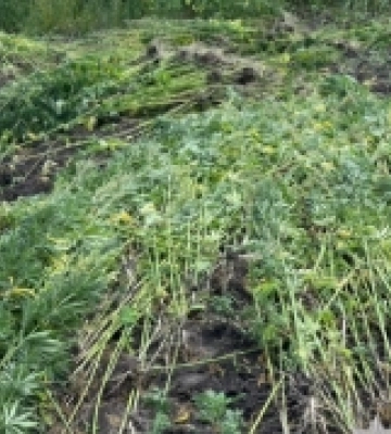 На Кіровоградщині поліцейські виявили у місцевого жителя плантацію конопель та майже 20 кілограмів канабісу На Кіровоградщині поліцейські виявили у місцевого жителя плантацію конопель та майже 20 кілограмів канабісу