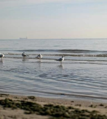 Отдых на море в Одессе: какая температура воды и насколько будет жарко