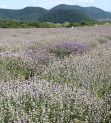 На Лавандовій горі відбувся ретрит для матерів і дружин загиблих Героїв з Ужгорода
