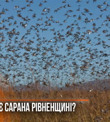 Сарана наступає: чи загрожує комаха-шкідник Рівненщині (ВІДЕО)