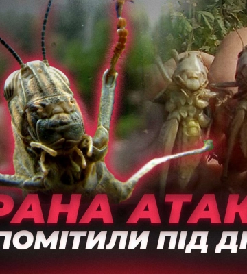 Сарана атакує Україну: чи дійде до Дніпра?
