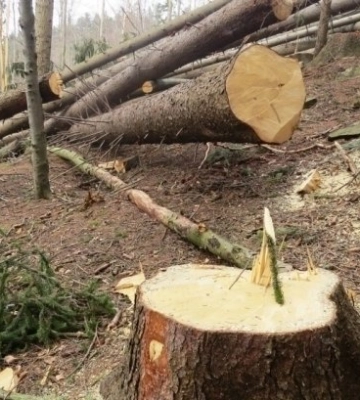 На Волині покарали безробітного чоловіка, який зрізав дві сосни в лісі