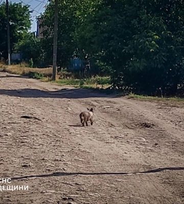 На Одещині врятували цуценя, що впало в яму