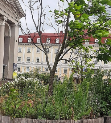 «Острів» на Театральній: бур’яни ростуть, а деревця сохнуть