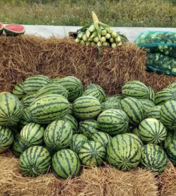 Ціна на кавун з Івано-Франківщини не буде нижчою за 8 грн/кг