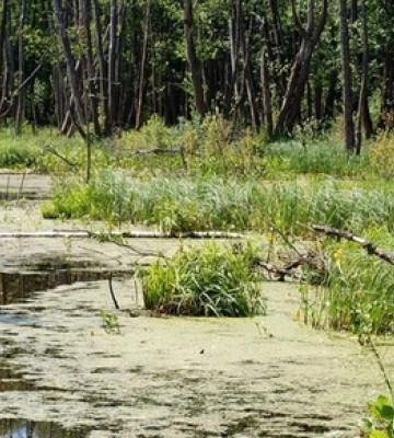 Луцькі рятувальники визволяли чоловіка, який застряг в болоті
