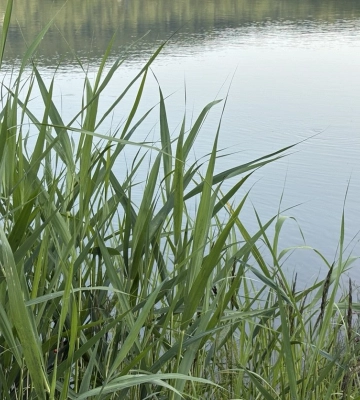 У Ясінях у річці знайшли тіло 72-річного чоловіка