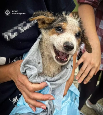 На Львівщині врятовано песика, який втрапив у залізобетонну пастку, - ДСНС