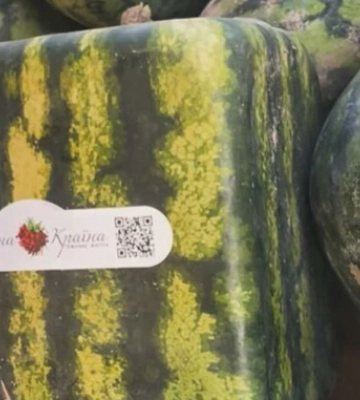 На Чернігівщині виростили квадратні кавуни