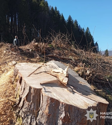 На Львівщині чоловіка судитимуть за масштабну незаконну вирубку лісу, - поліція