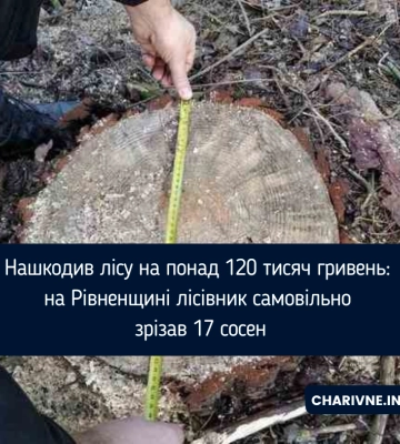 Нашкодив лісу на понад 120 тисяч гривень: на Рівненщині лісівник самовільно зрізав 17 сосен