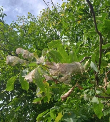 На Львівщині з'явився небезпечний шкідник з Америки: введено карантин