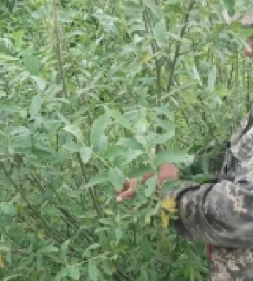 На Волині природоохоронці заготовляють корм для диких тварин