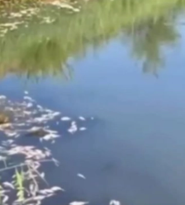Масова загибель риби у Базавлуці: водойма вкрилася мертвими тілами, стоїть нестерпний сморід