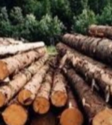 Незаконна рубка на Волині: посадовця лісгоспу підозрюють у збитках державі на понад мільйон