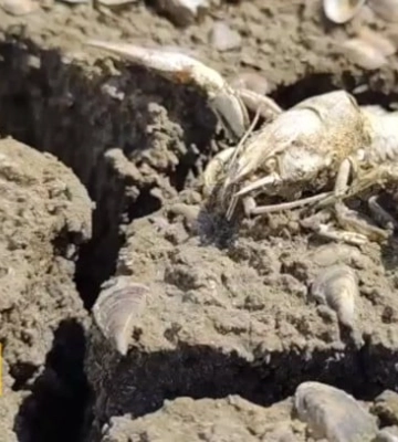 Маріупольське водосховище критично обміліло (ВІДЕО)