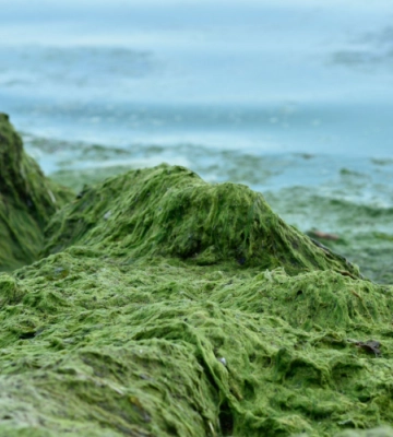 Море в Одесі заполонили водорості, які лякають туристів. Відео