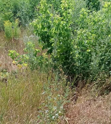 На Чигиринщині фермери отримали в оренду землю без торгів