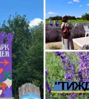 Лавандове поле парку &quot;Едем&quot; відвідало понад 7 тисяч відвідувачів