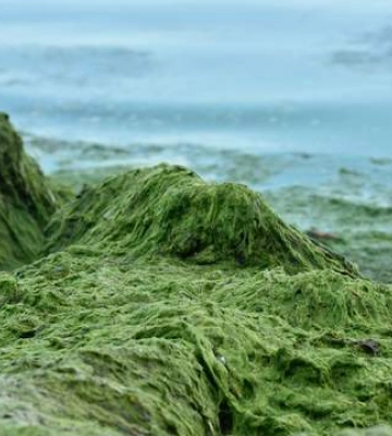 Пляжі Одеси вкрилися зеленими водоростями