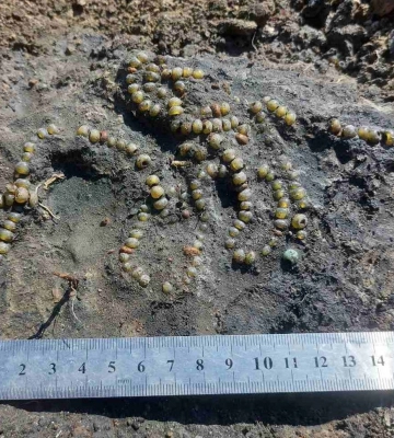 На Волині археологи знайшли унікальну давньоруську прикрасу. Фото