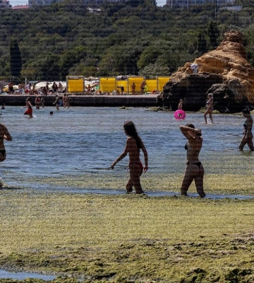 Одеське узбережжя заполонили тонни водоростей