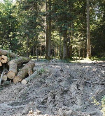 Дорогу, яку щойно відремонтували на Львівщині, розбивають лісовози