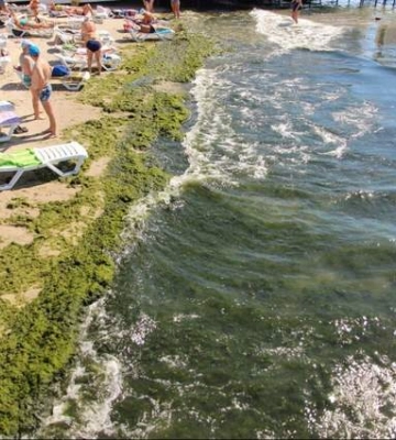 Пляжі в Одесі вкрилися колонами водоростей, що лякають туристів: чи небезпечні вони