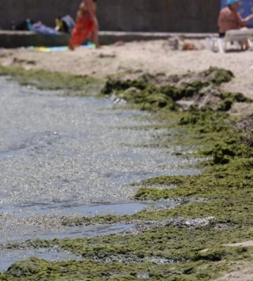 Чи безпечно купатися в морі в Одесі через &quot;нашестя водоростей&quot;