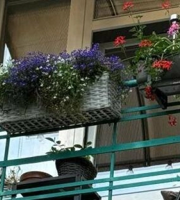 У Львові обирають найзеленіший балкон: триває голосування за приз глядацьких симпатій
