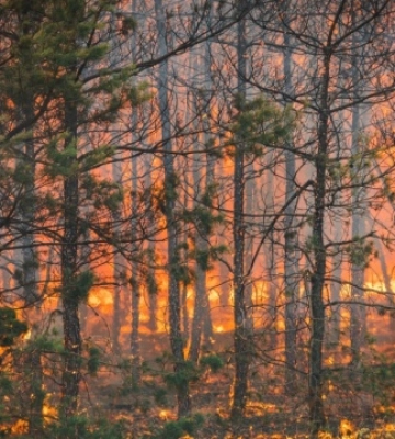 На Донеччині ліквідували масштабну лісову пожежу, спричинену російськими обстрілами