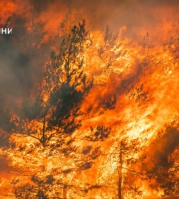 На Донеччині ліквідували масштабну лісову пожежу