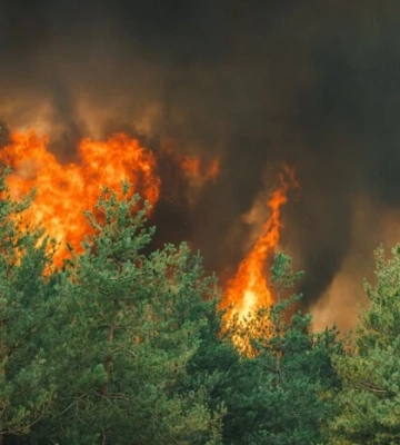 На Донеччині ліквідували масштабну лісову пожежу