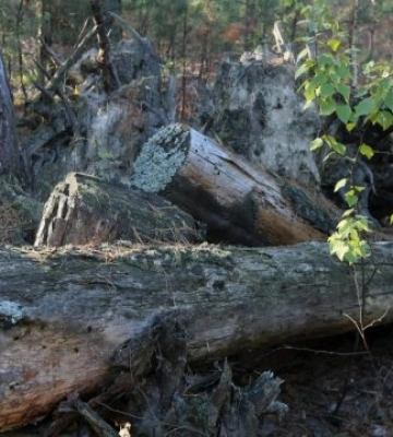У харківському лісопарку заради незаконного будівництва маєтку вирубали десятки дерев