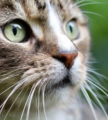 В Одесі озброєний колаборант вбив кота та виявив себе