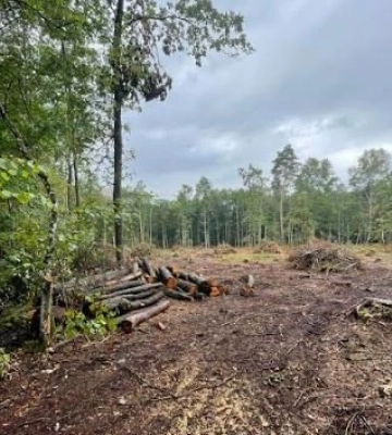 На Волині судитимуть майстра лісу, через недбальство якого вкрали дерев на 800 тисяч