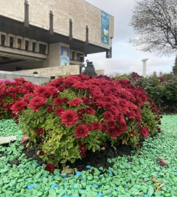 В Харькове появились осенние клумбы из более чем 1000 кустов хризантем 