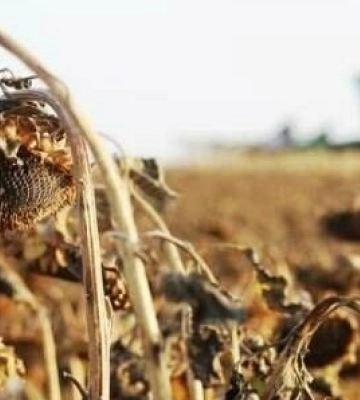 Через відсутність опадів на Одещині гинуть озимі культури