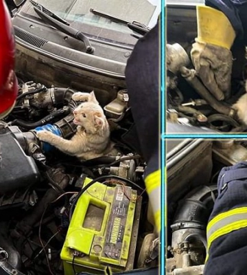 У Хмельницькому рятувальники витягли кота з моторного відсіку автівки