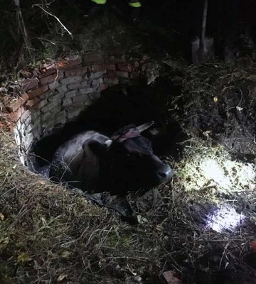 Під Павлоградом надзвичайники врятували корову з пастки. Фото