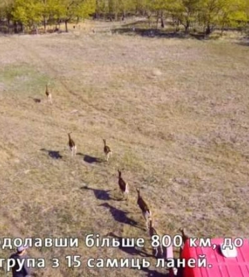 В Одеську область завезли самиць лані