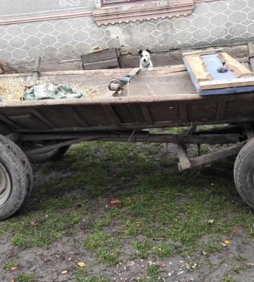 29-річна мешканка Рівненщини загинула внаслідок падіння з воза