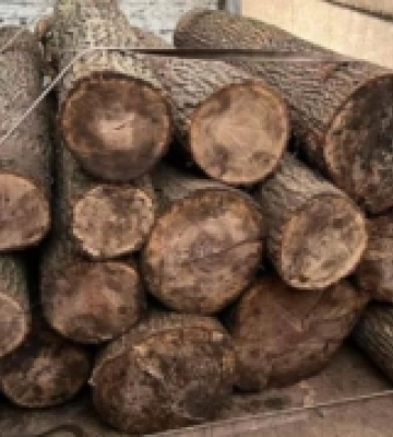 У Велицькій громаді нелегально зрубали дубів на майже 150 тисяч гривень