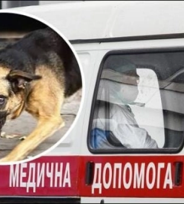 Под Киевом бешеная собака покусала женщину: в громаде ввели карантин